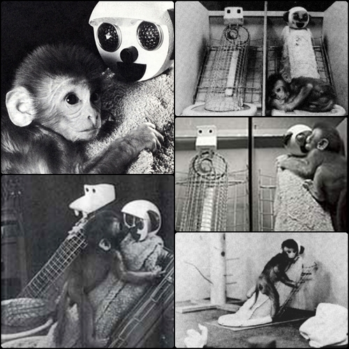 Episode 19 - Monkeys loose in a lab from a cocaine experiment