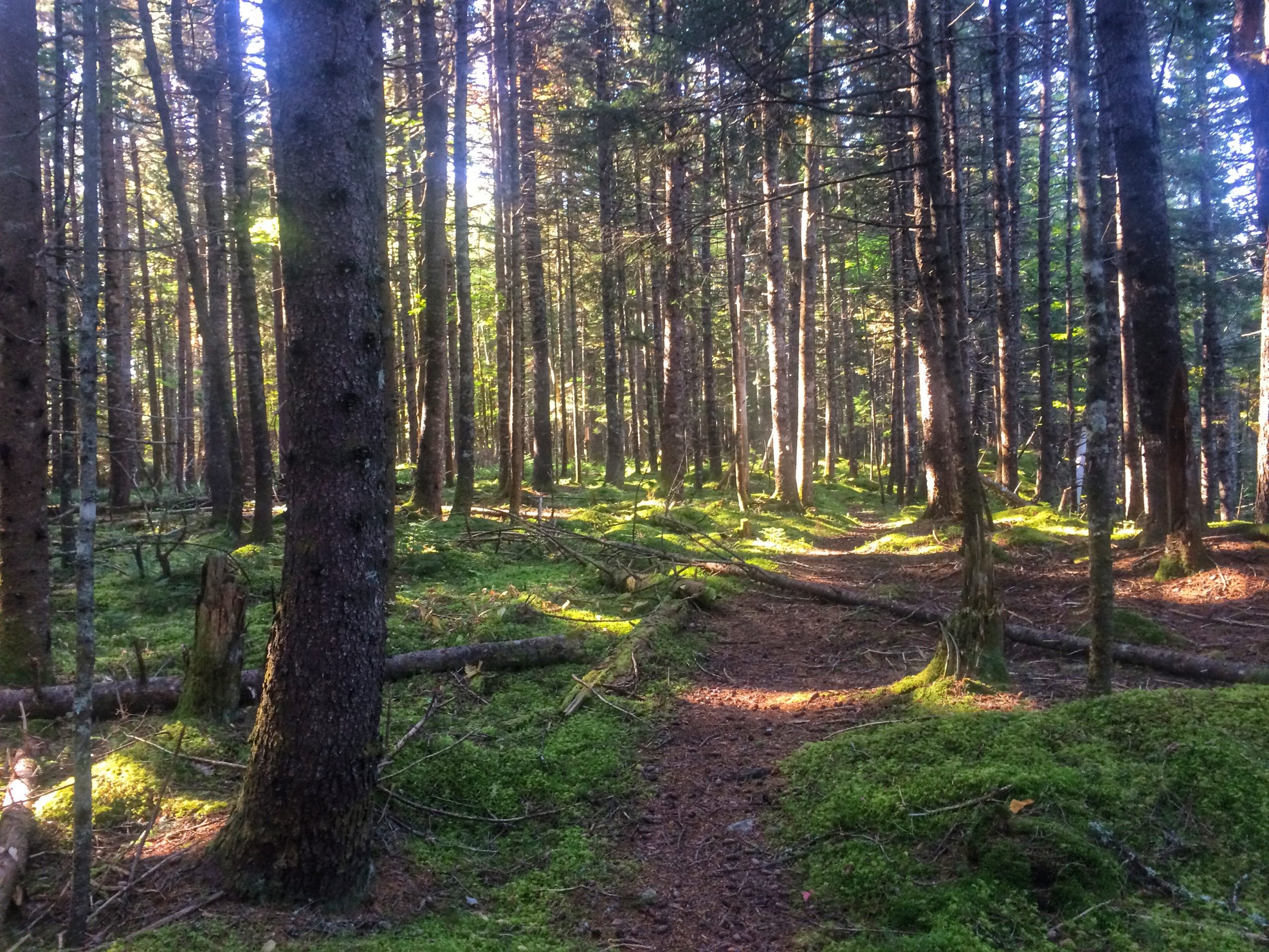Cobequid Escarpment trail photo 3 of 6