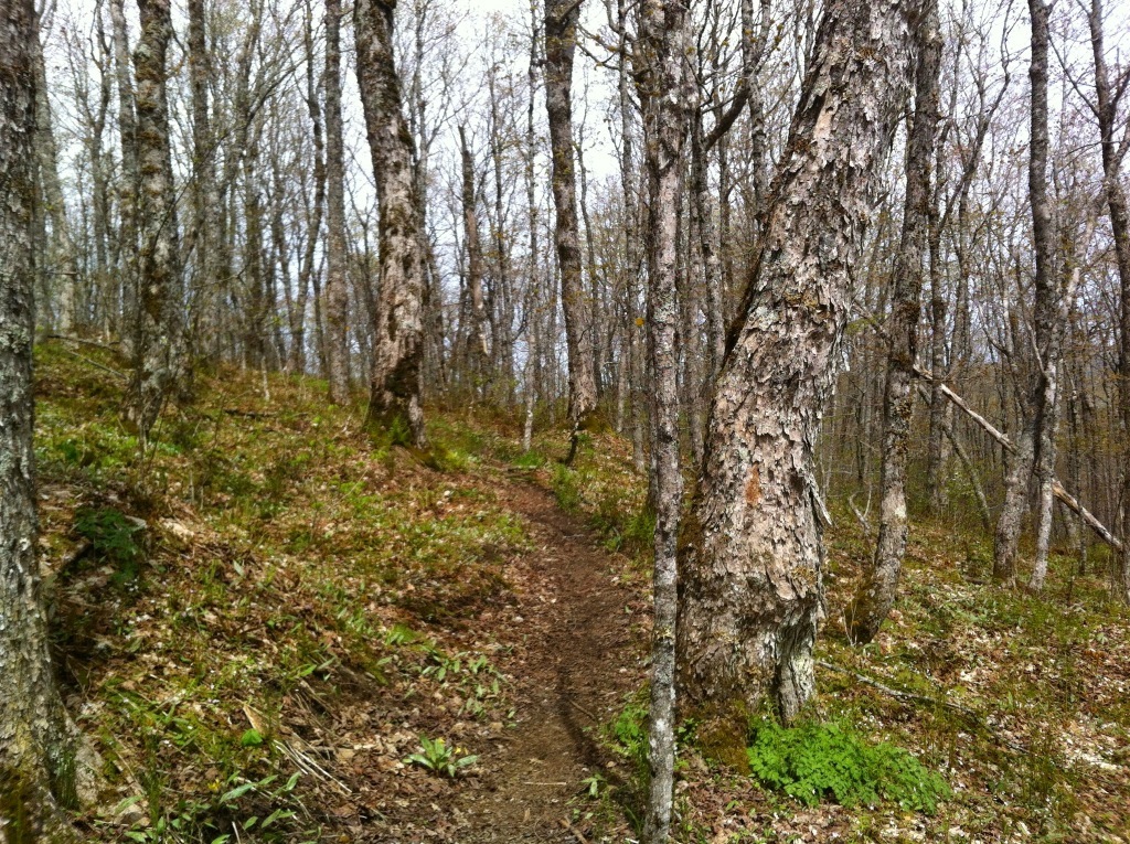 Rogart Mountain trail photo 3 of 9