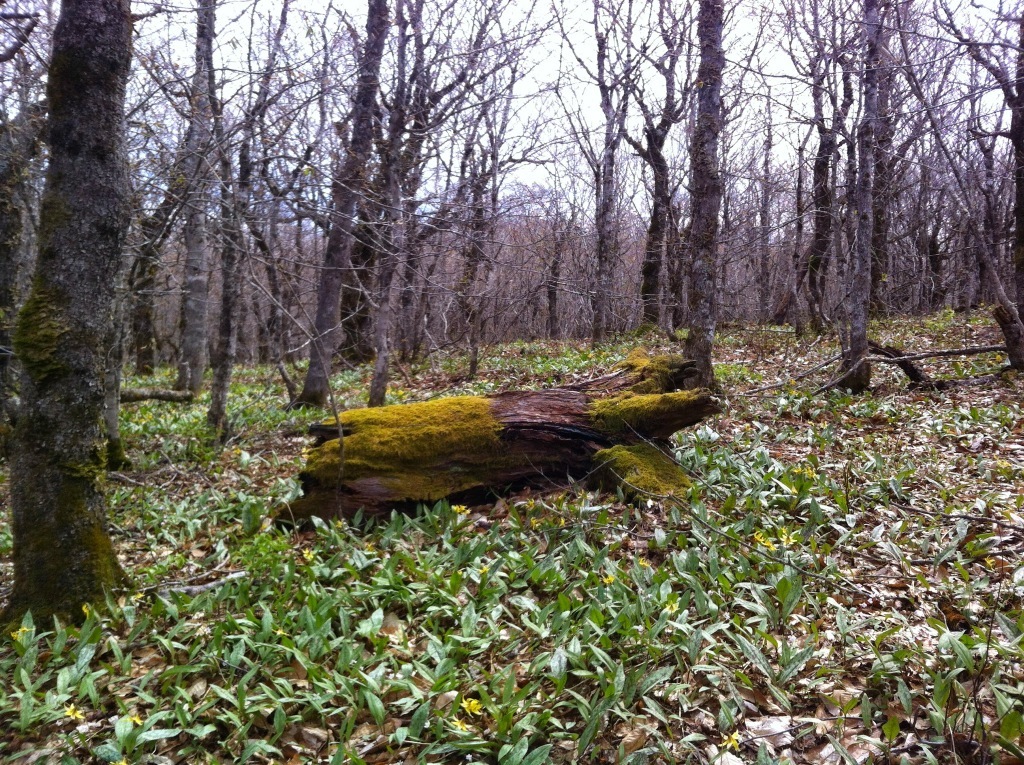 Rogart Mountain trail photo 5 of 9