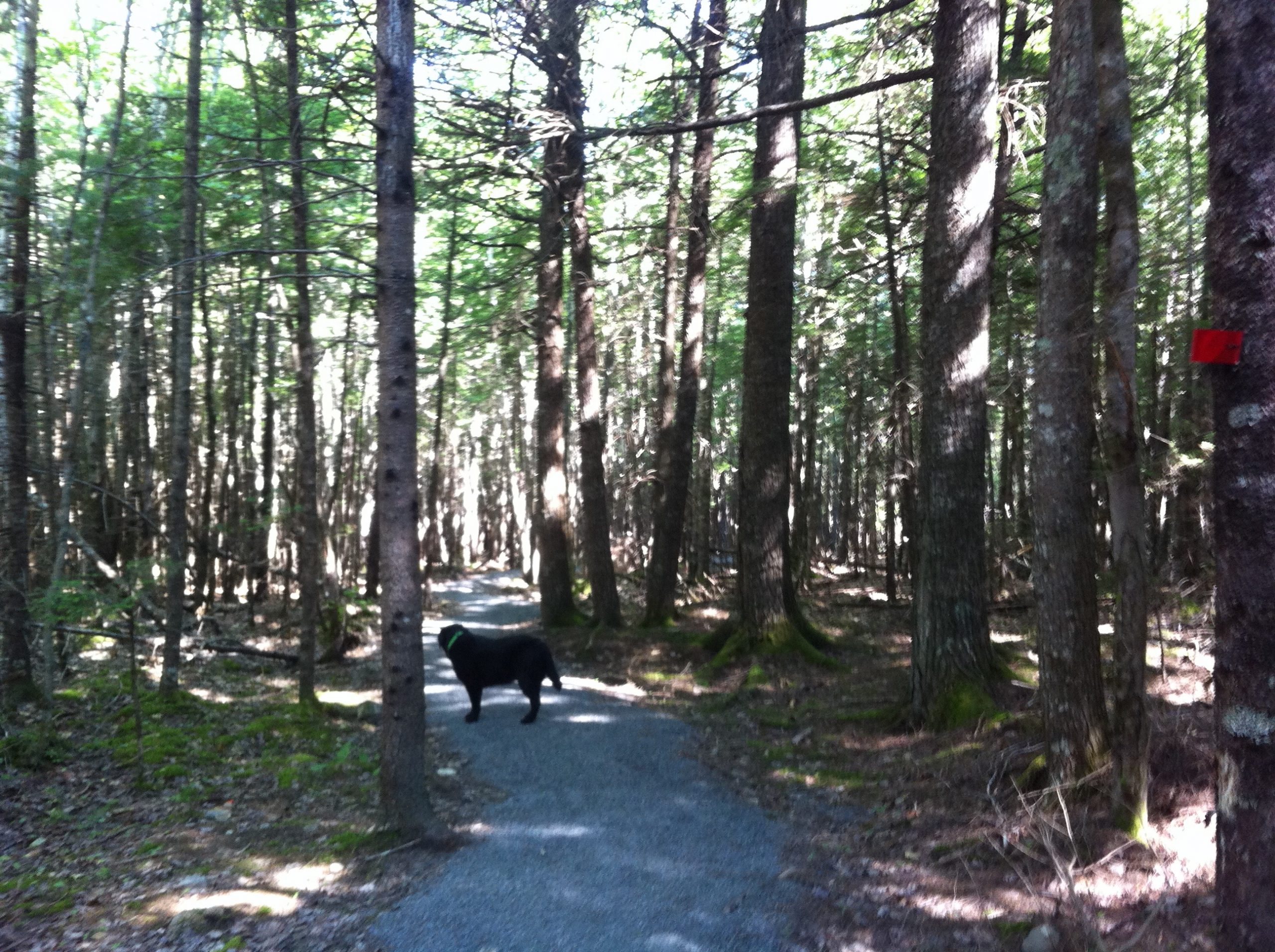 Nine Mile River trail photo 2 of 5