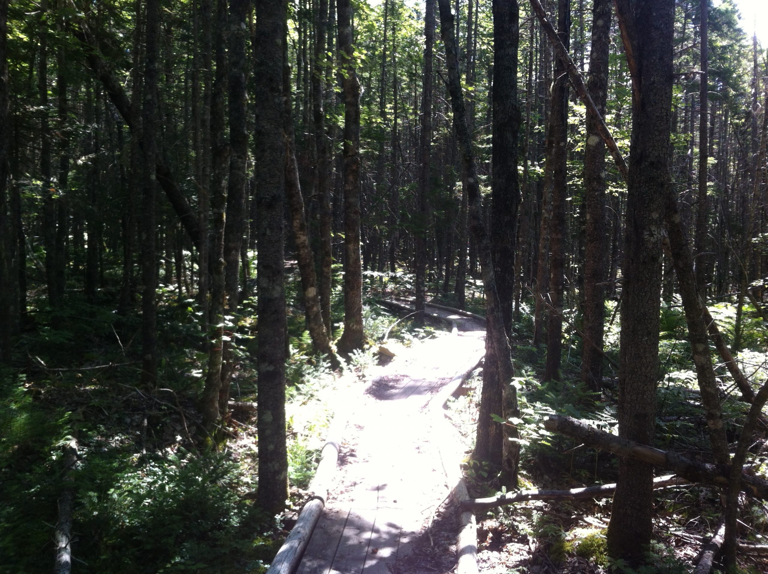 Nine Mile River trail photo 3 of 5