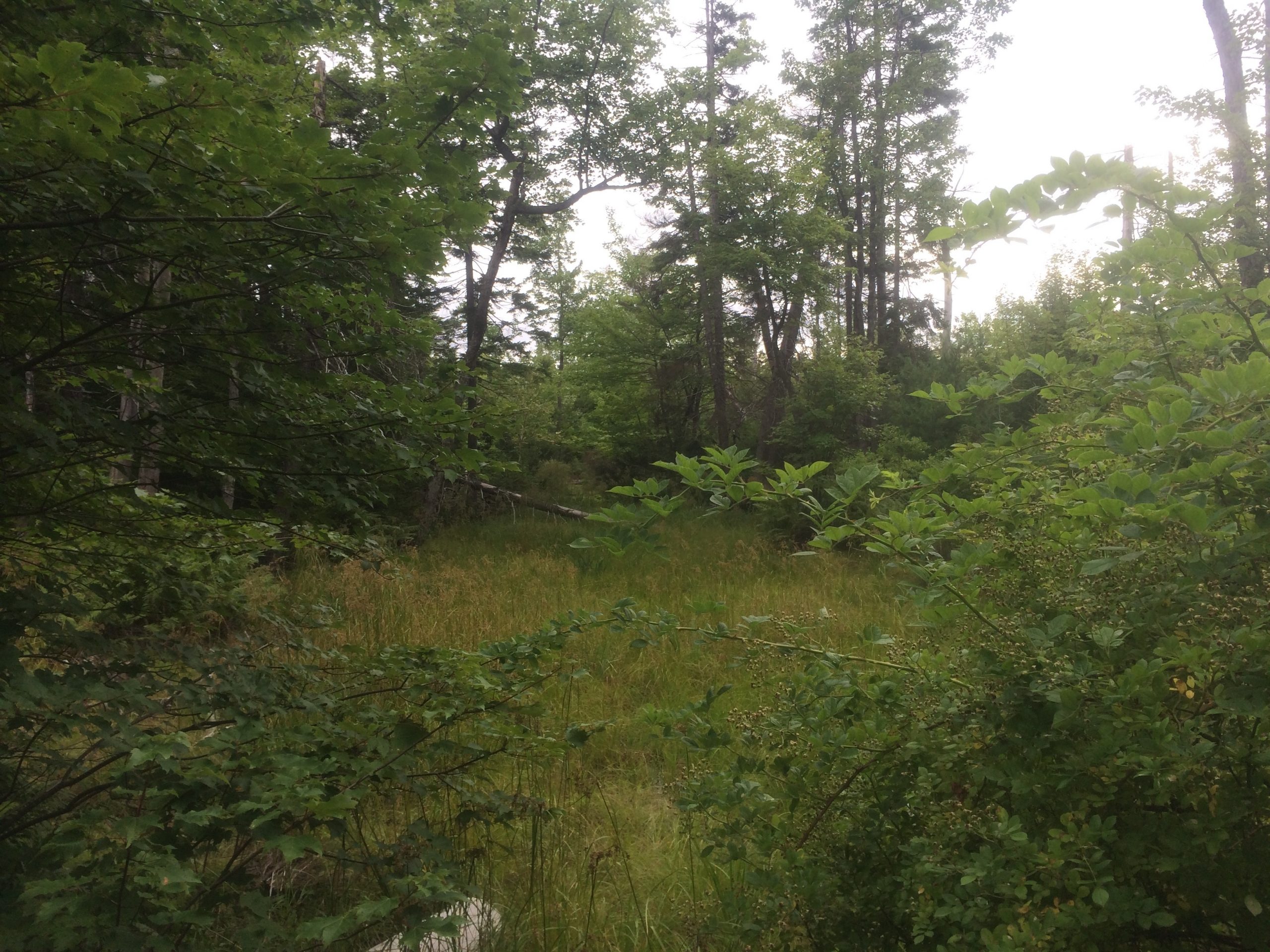 Hemlock Ravine Park trail photo 3 of 9