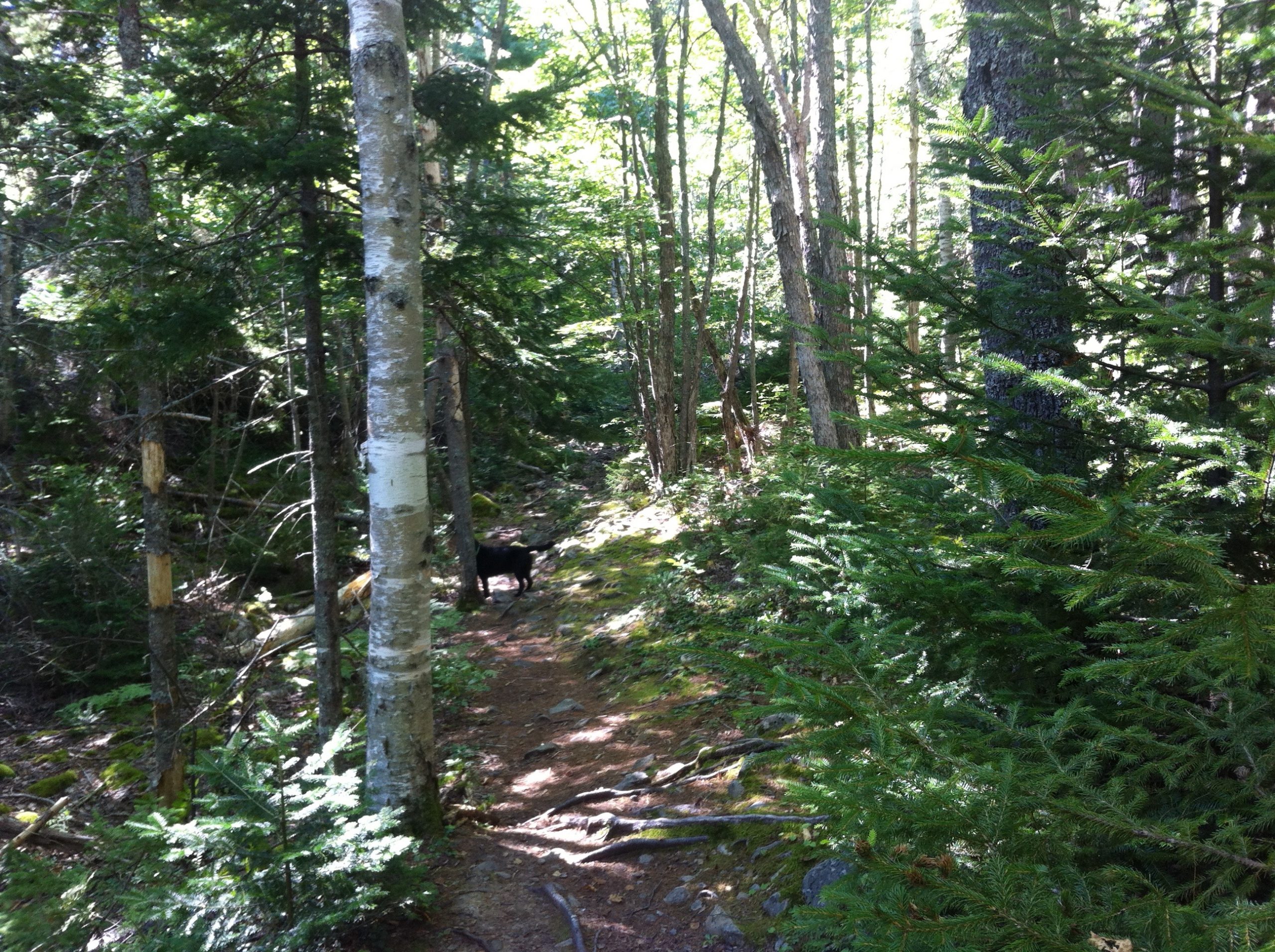 Kearney Lake trail photo 4 of 11