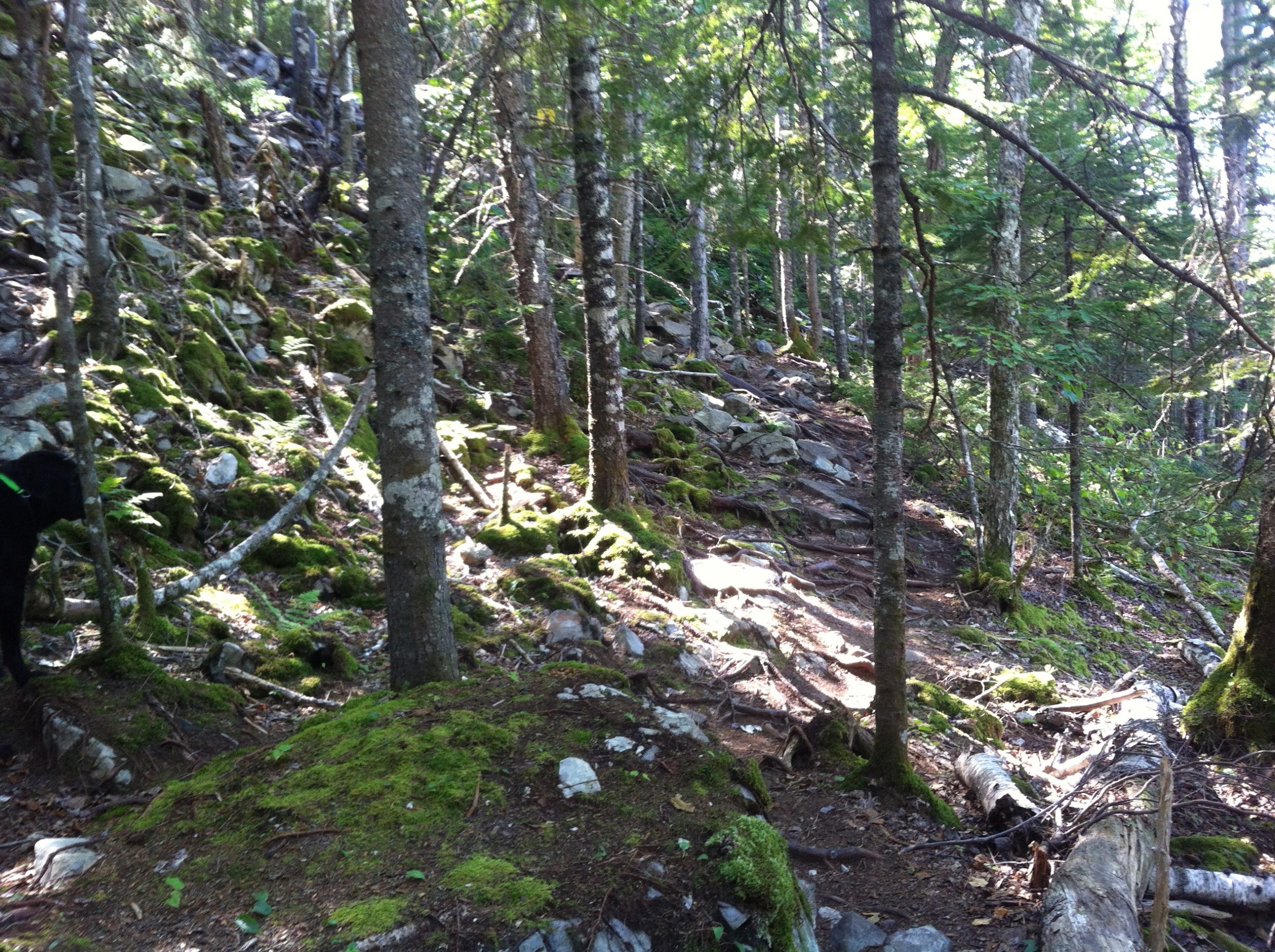Kearney Lake trail photo 5 of 11