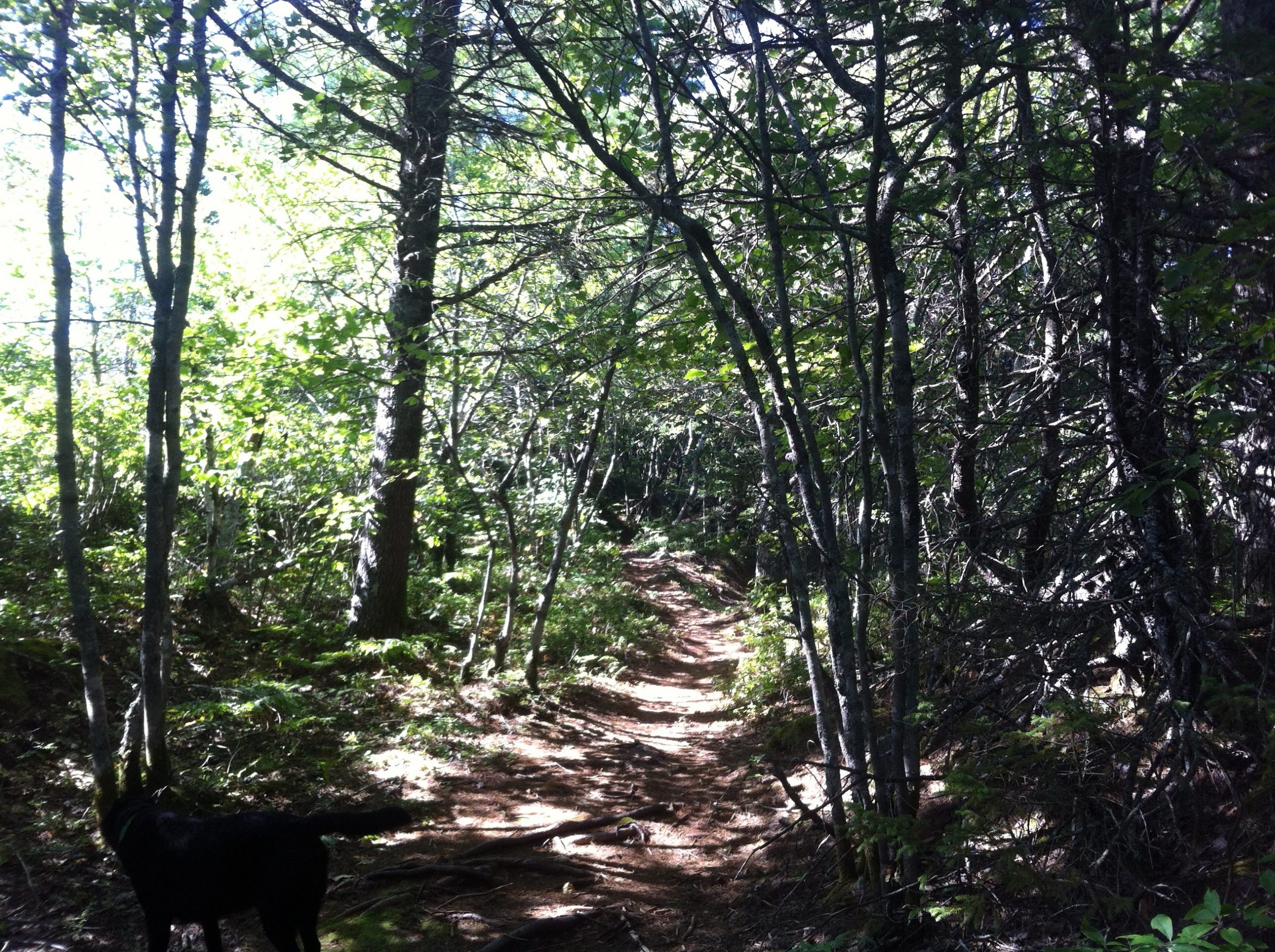 Kearney Lake trail photo 7 of 11