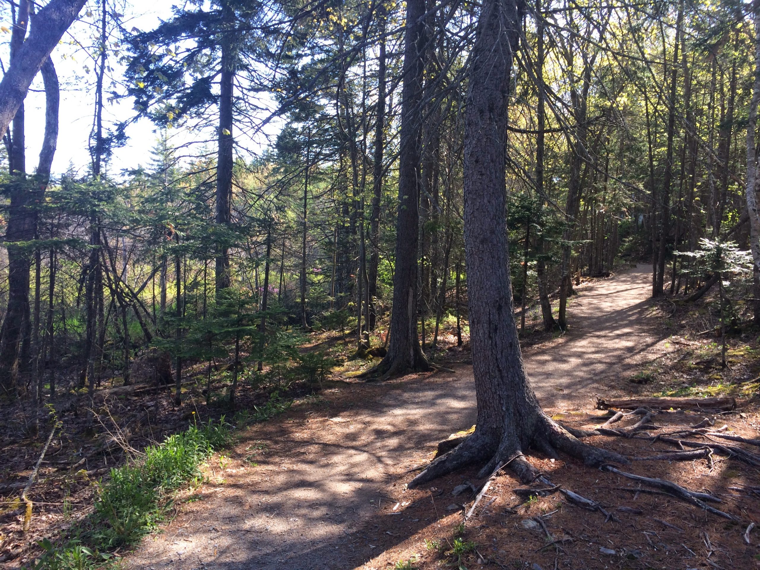Belchers Marsh trail photo 3 of 6