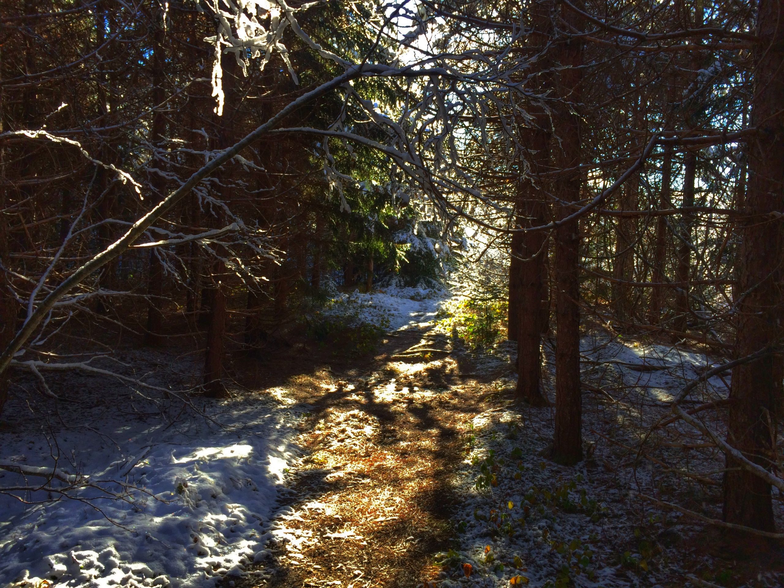 Ward’s Falls trail photo 3 of 8