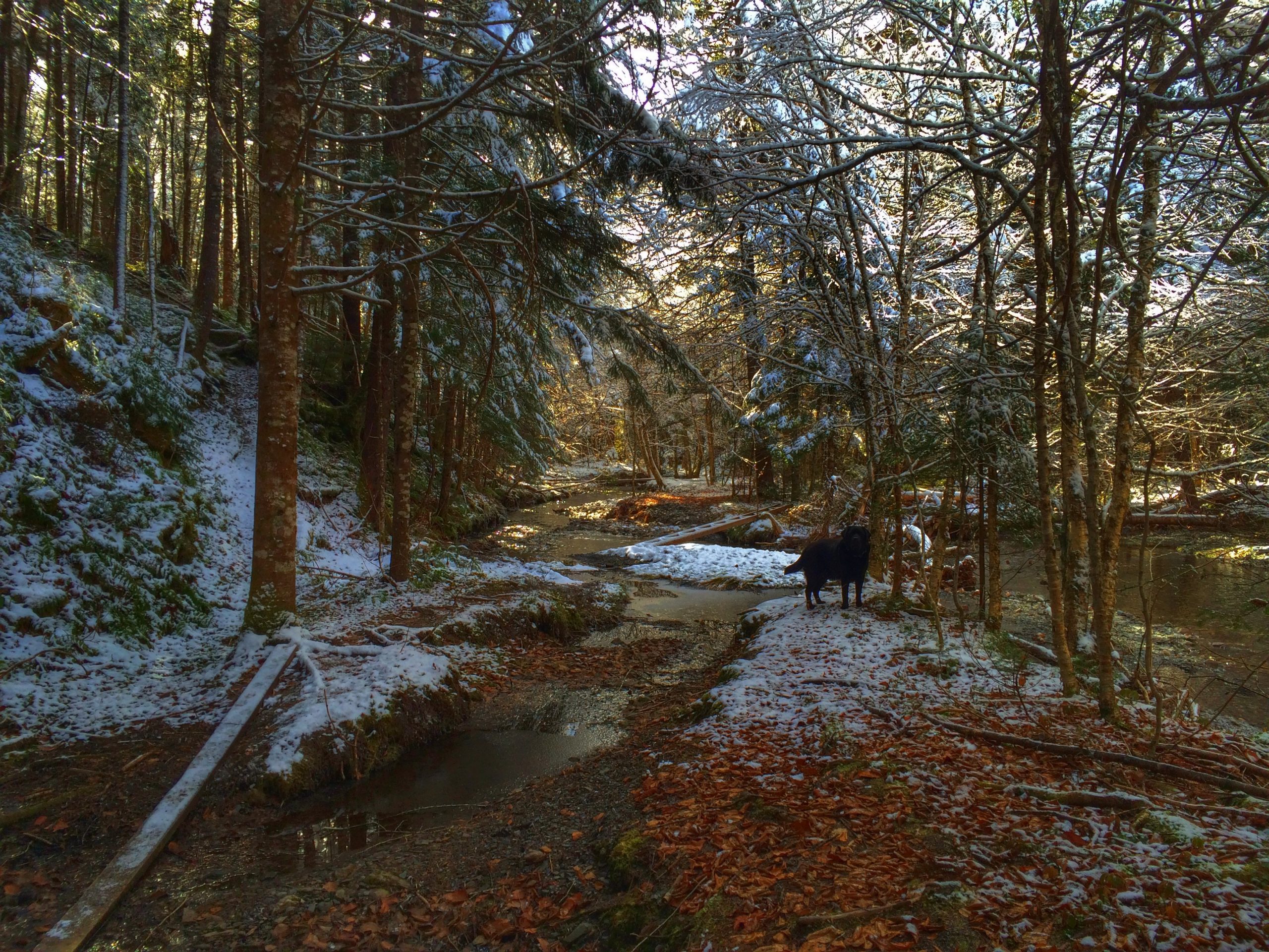 Ward’s Falls trail photo 6 of 8