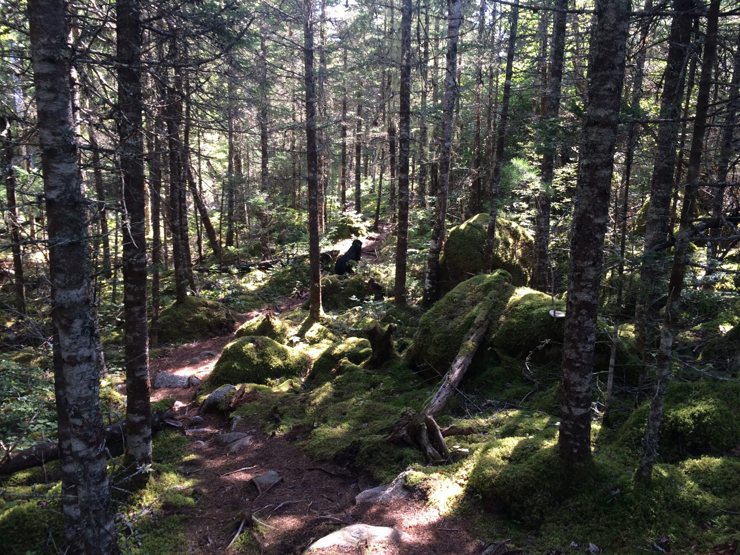 Crowbar Lake Trails - Porters Lake & Spriggs Brook trail photo 7 of 12