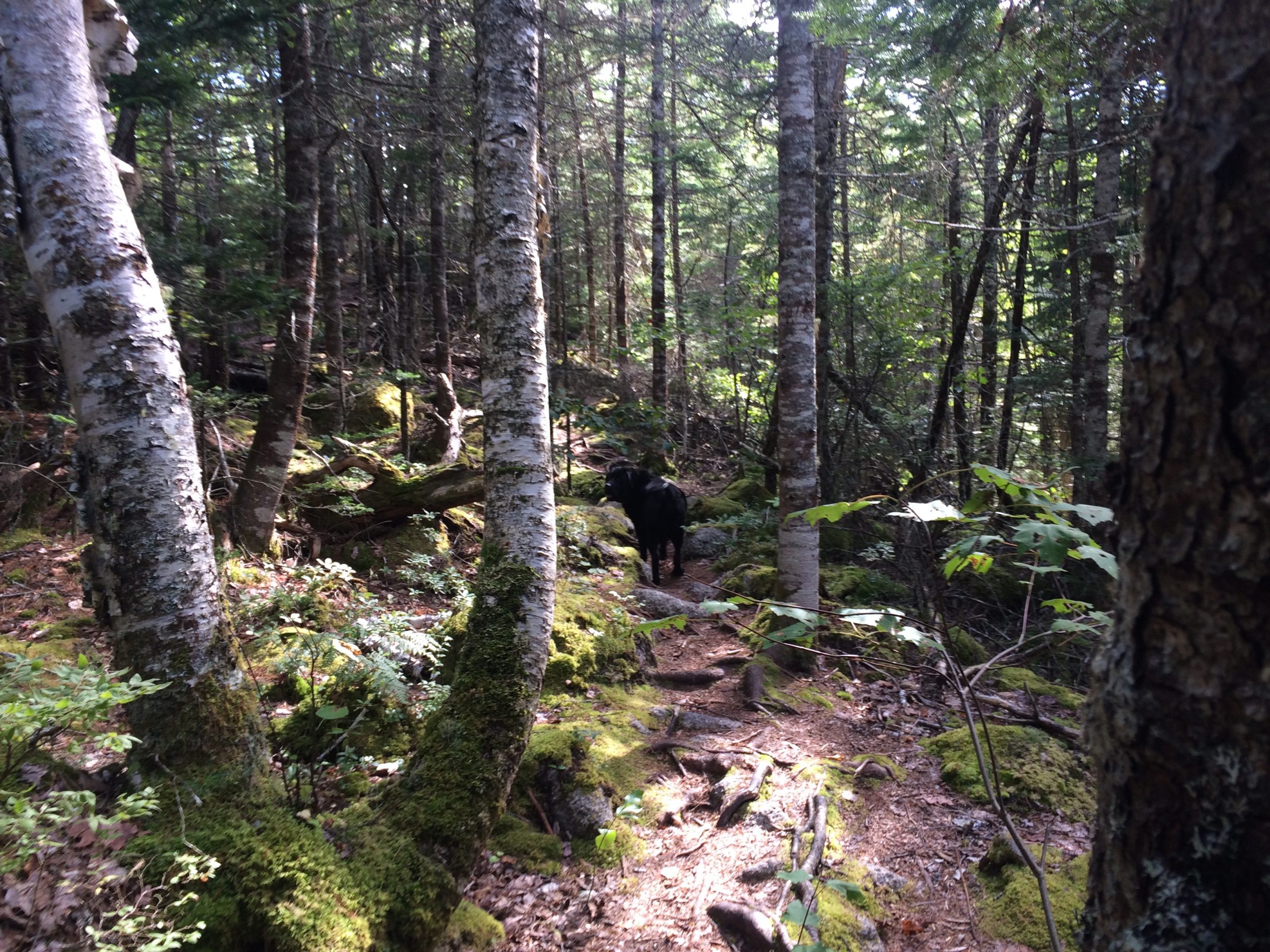 Crowbar Lake Trails - Porters Lake & Spriggs Brook trail photo 10 of 12