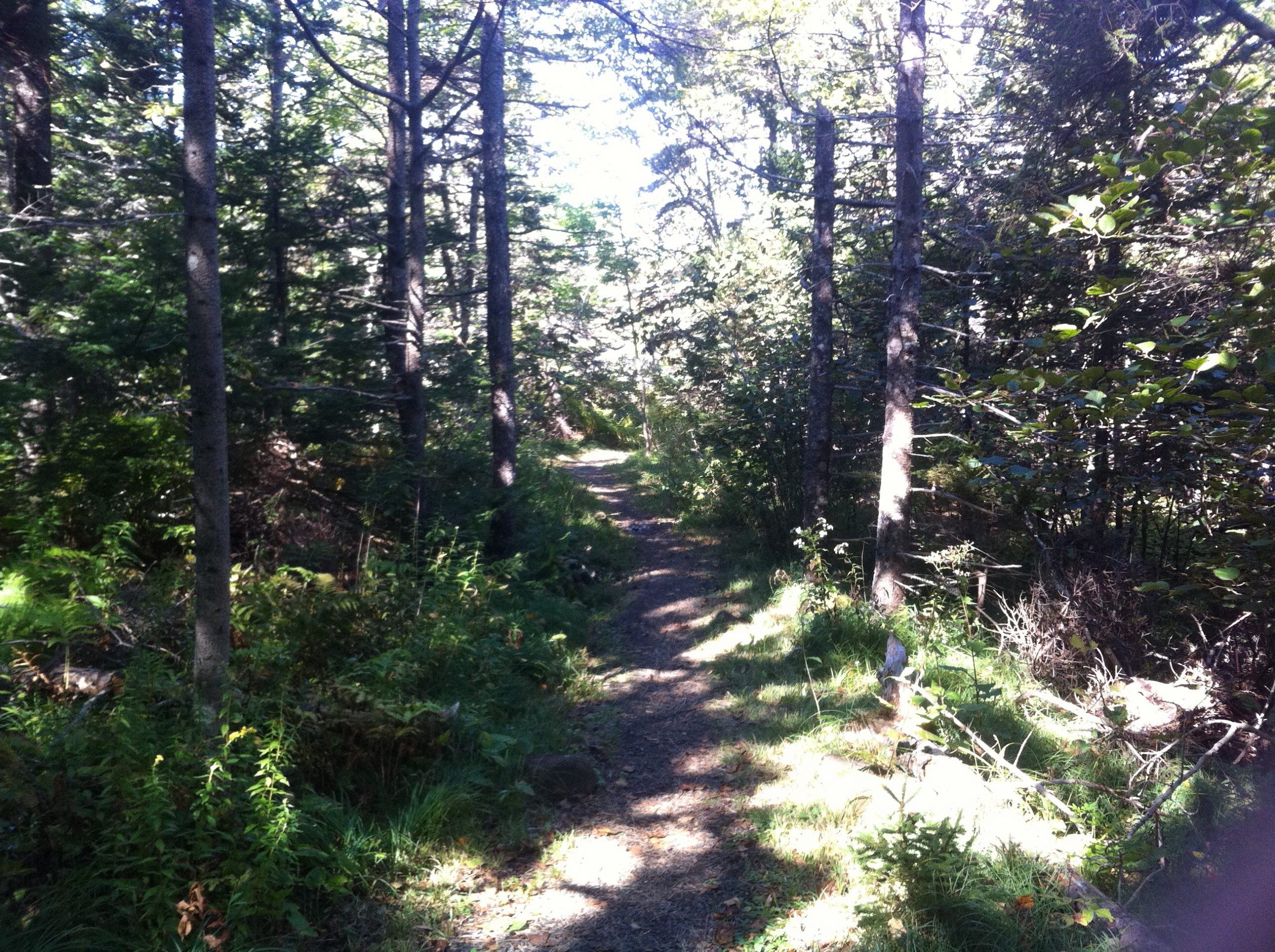 Delaps Cove Wilderness Trail trail photo 3 of 9