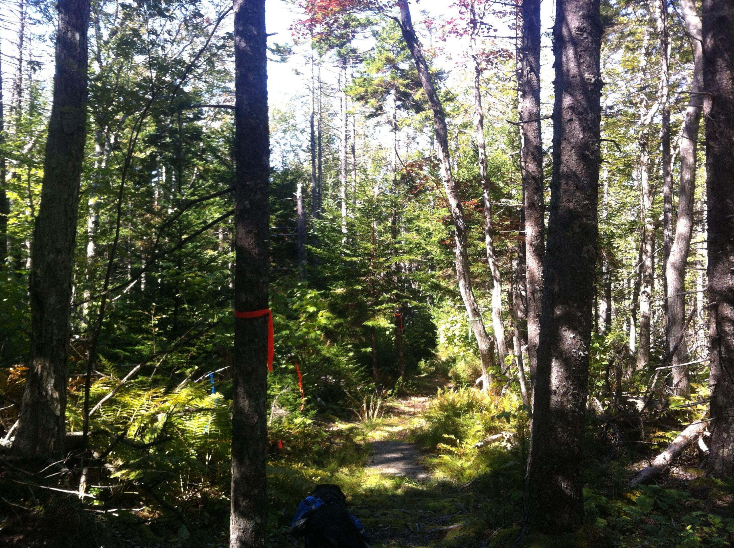 Delaps Cove Wilderness Trail trail photo 7 of 9