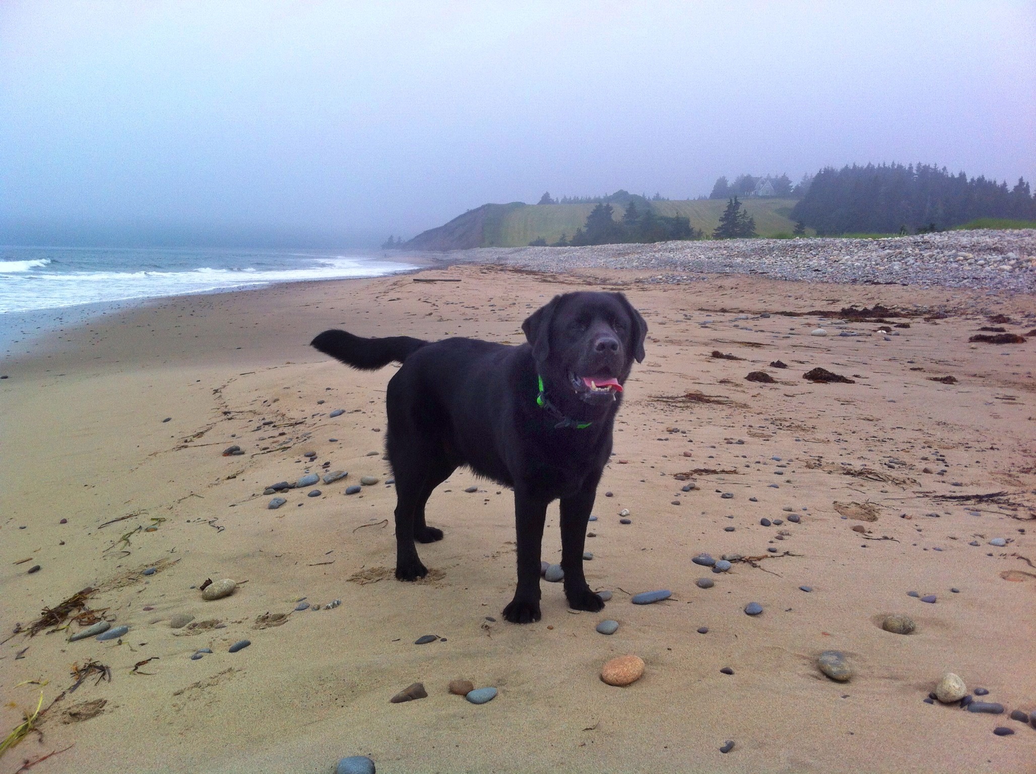 Gaff Point / Hirtle’s Beach trail photo 9 of 17