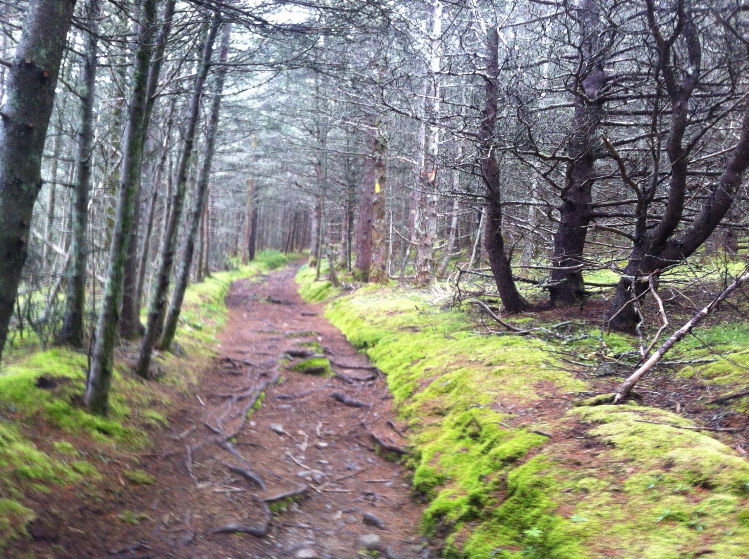 Gaff Point / Hirtle’s Beach trail photo 11 of 17