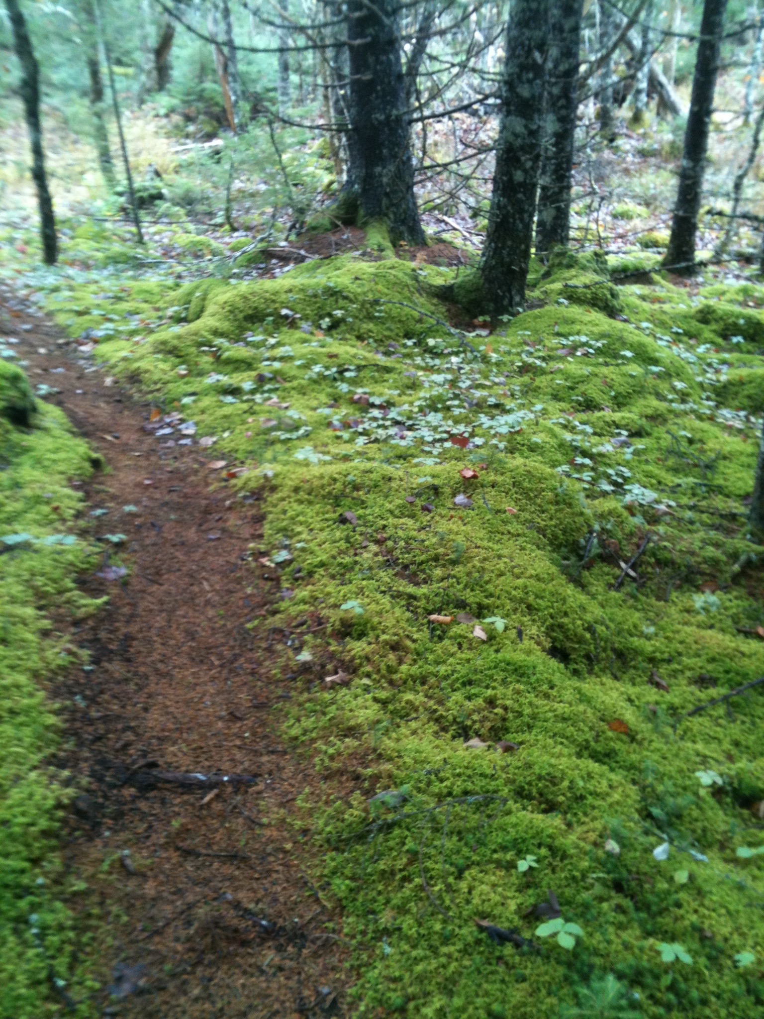 Sandy Cope Loop trail photo 8 of 15