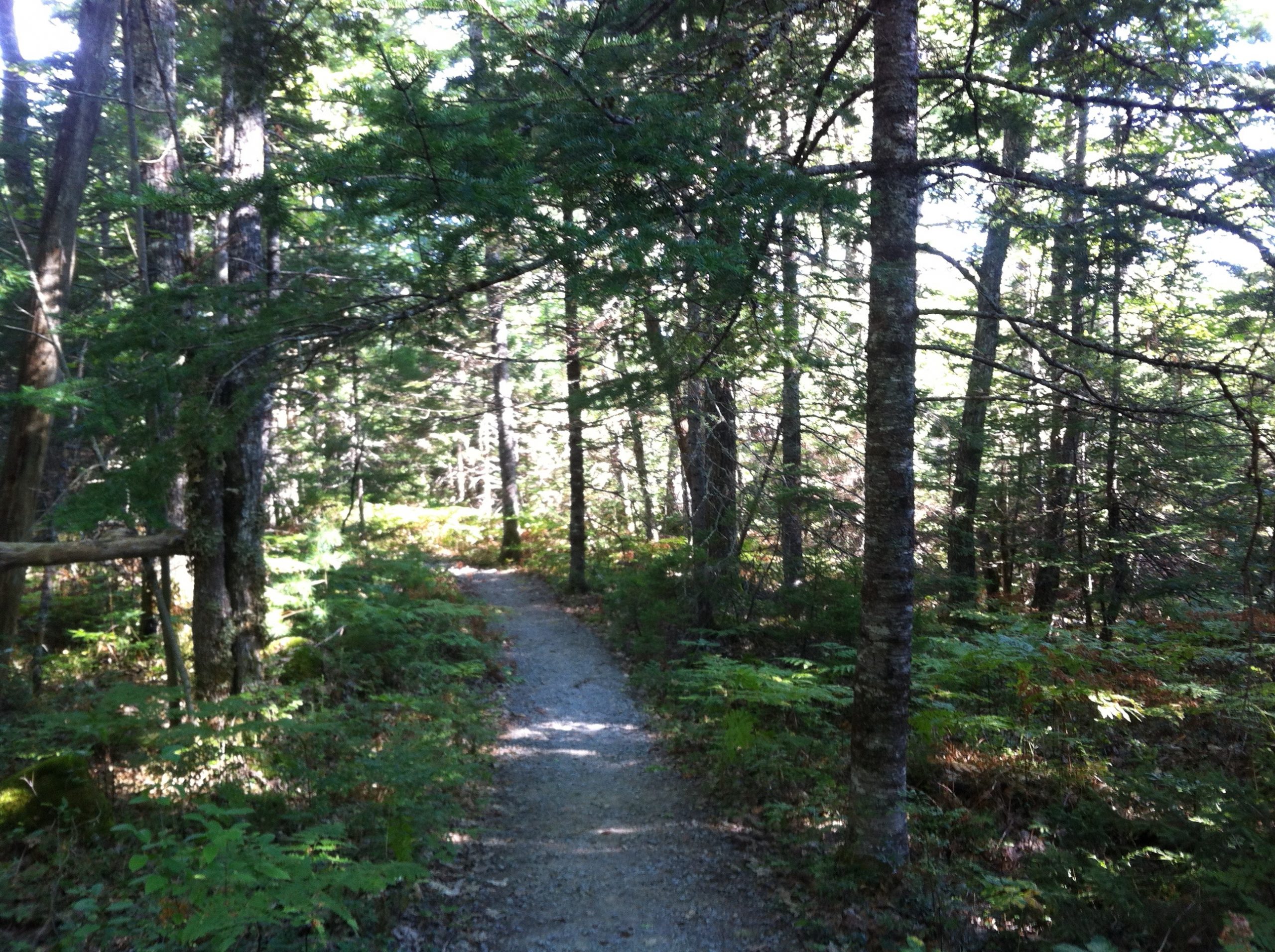 Hemlocks and Hardwoods trail photo 3 of 9