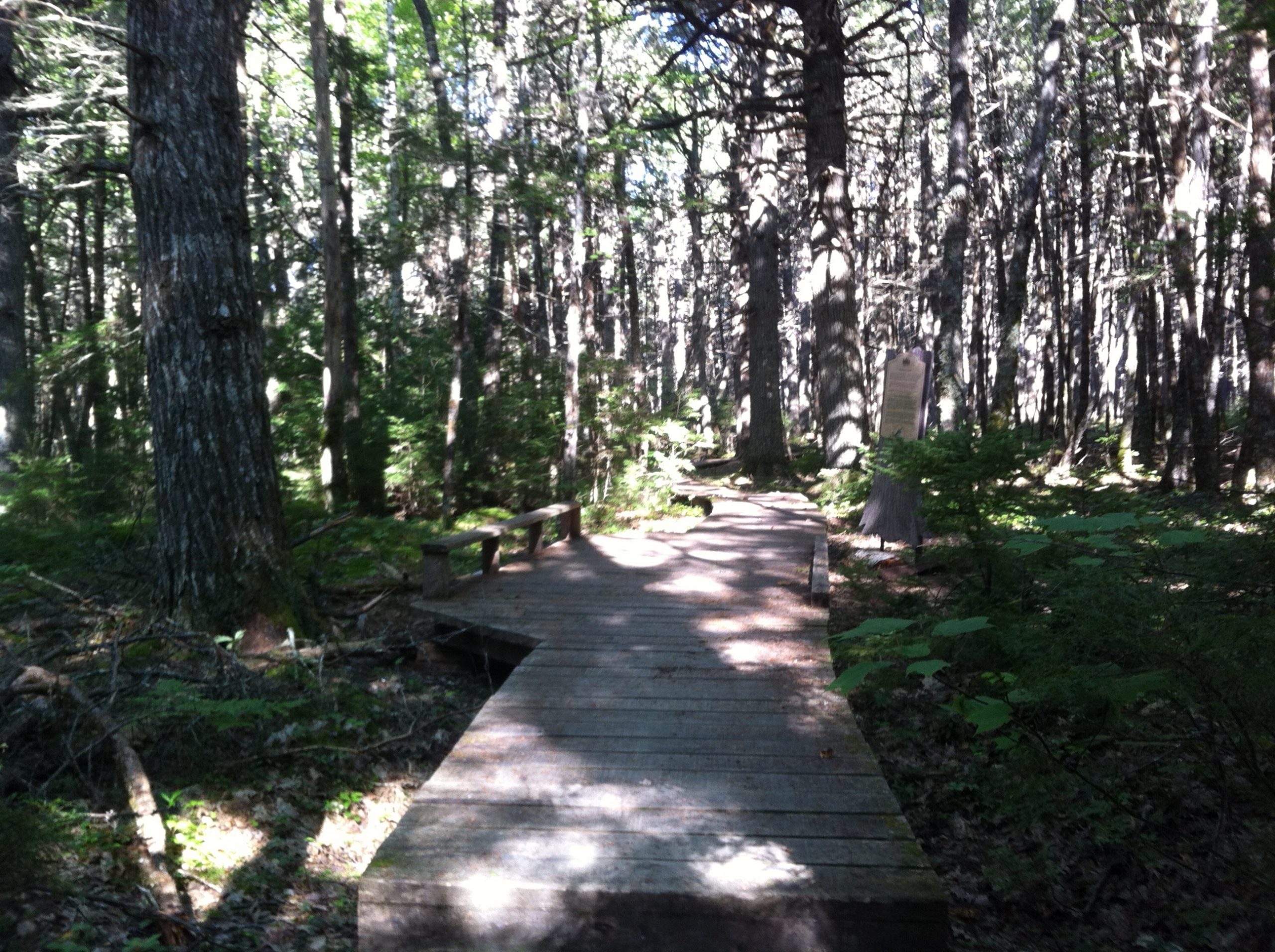 Hemlocks and Hardwoods trail photo 5 of 9