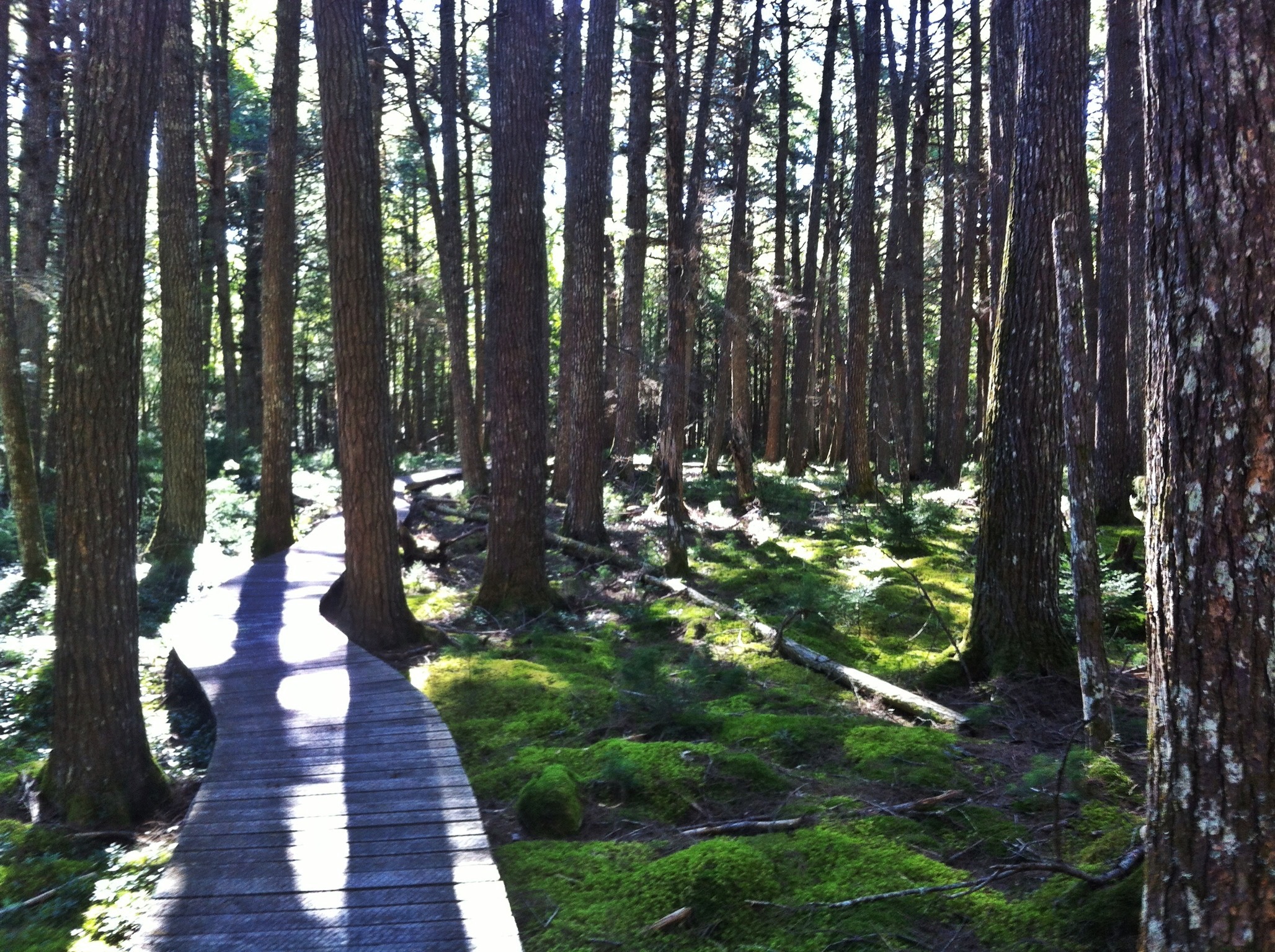 Hemlocks and Hardwoods trail photo 6 of 9