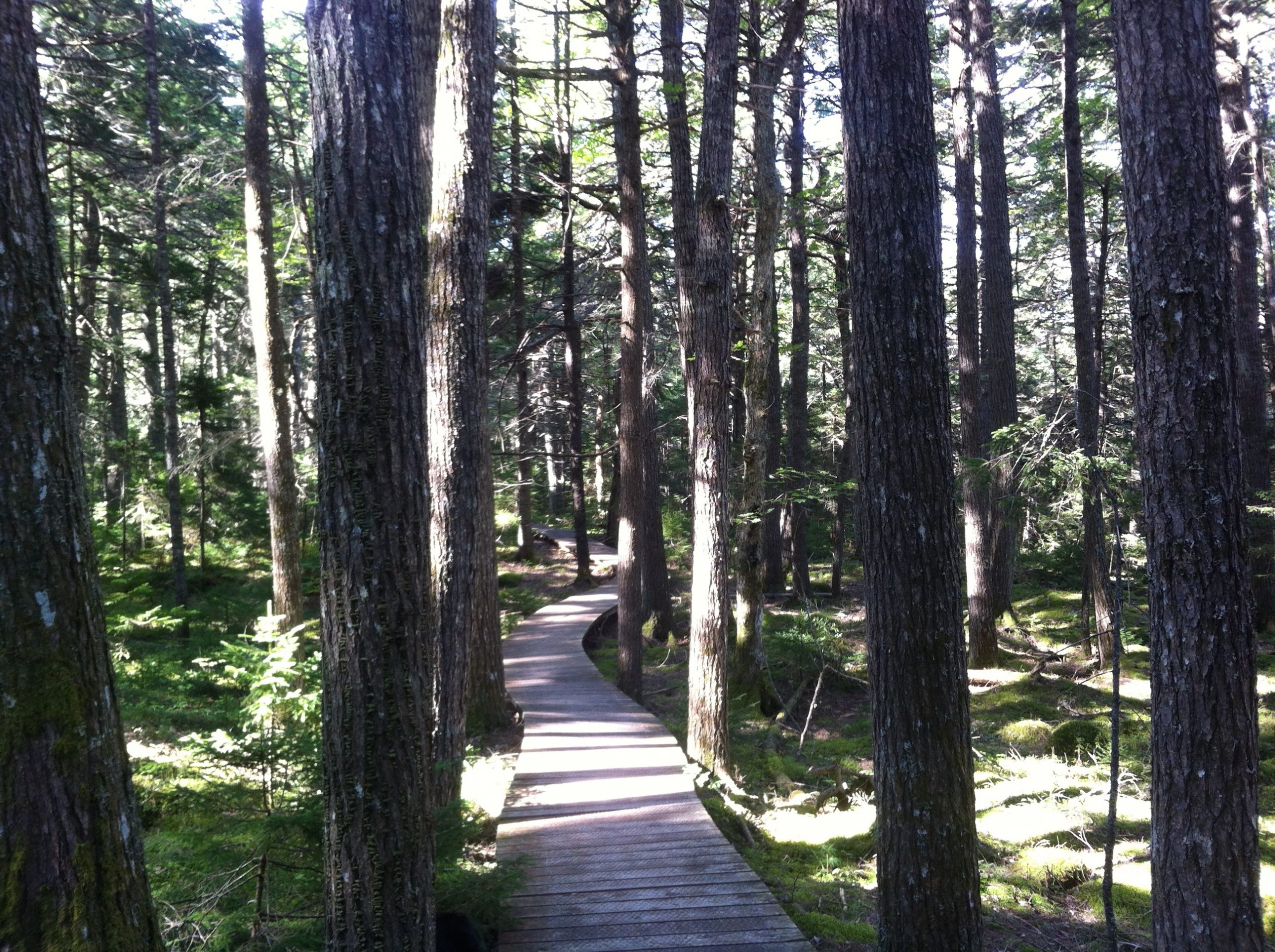 Hemlocks and Hardwoods trail photo 7 of 9
