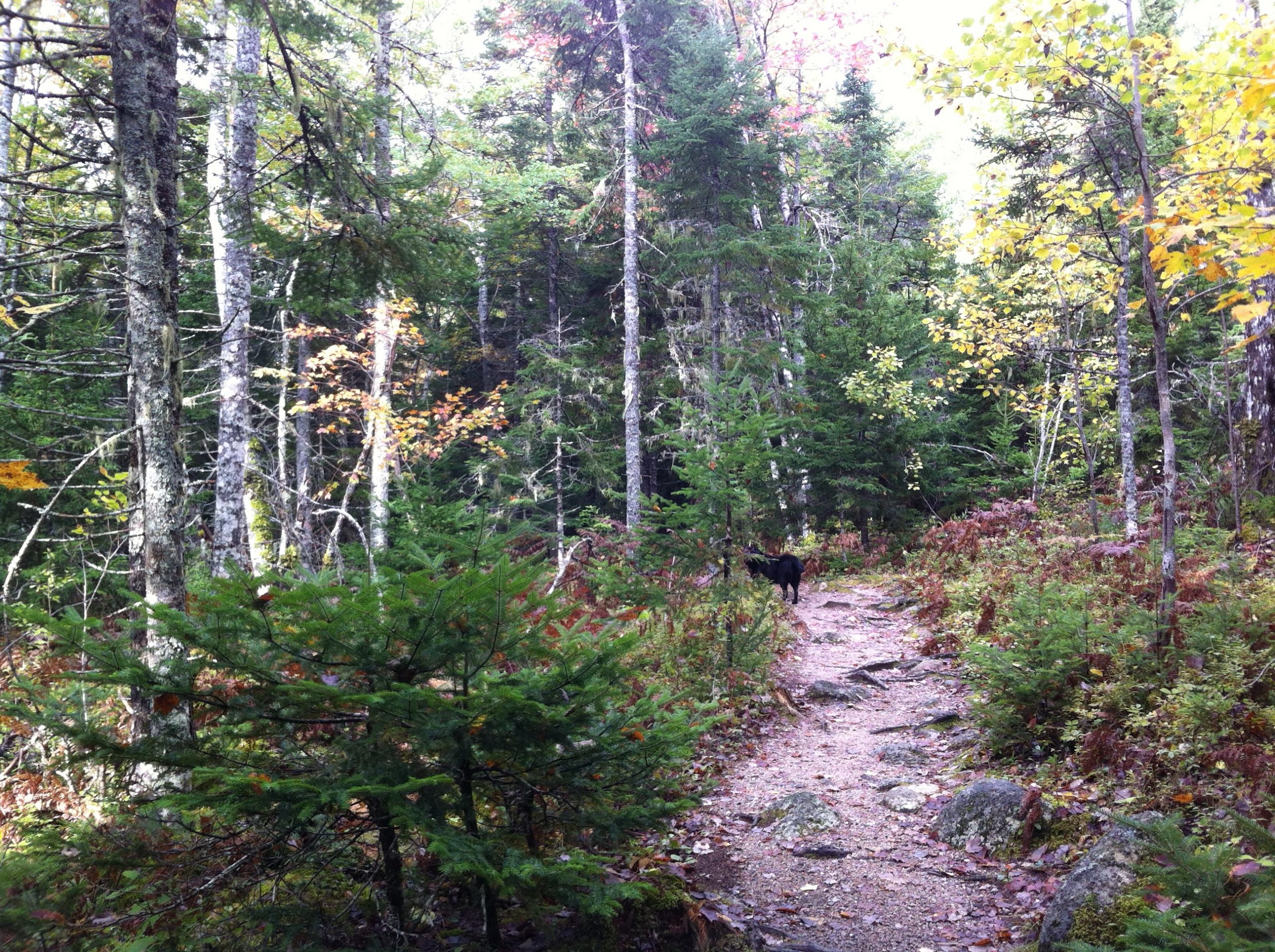 Mickey Hill Pocket Wilderness trail photo 2 of 5