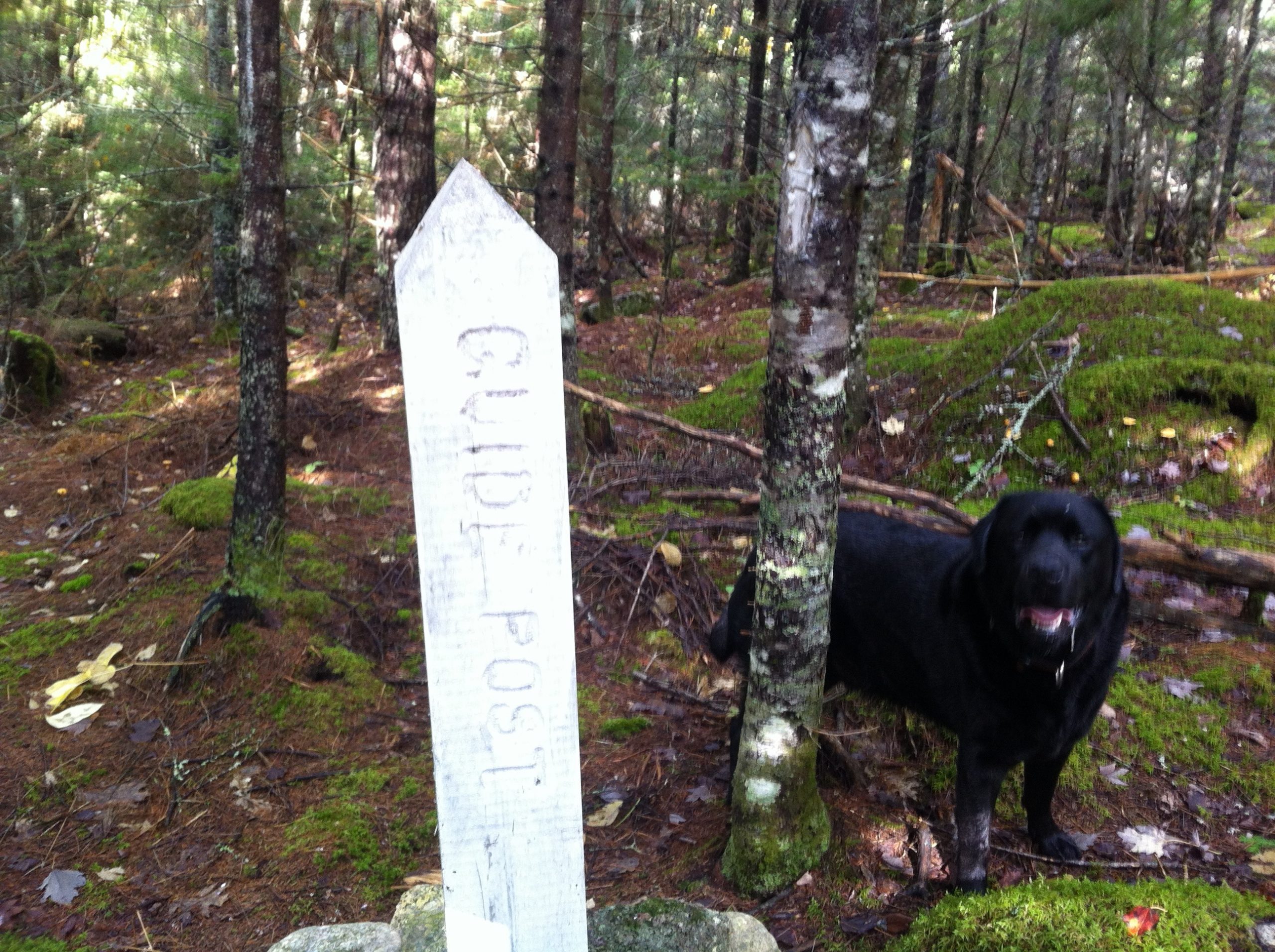Mickey Hill Pocket Wilderness trail photo 3 of 5