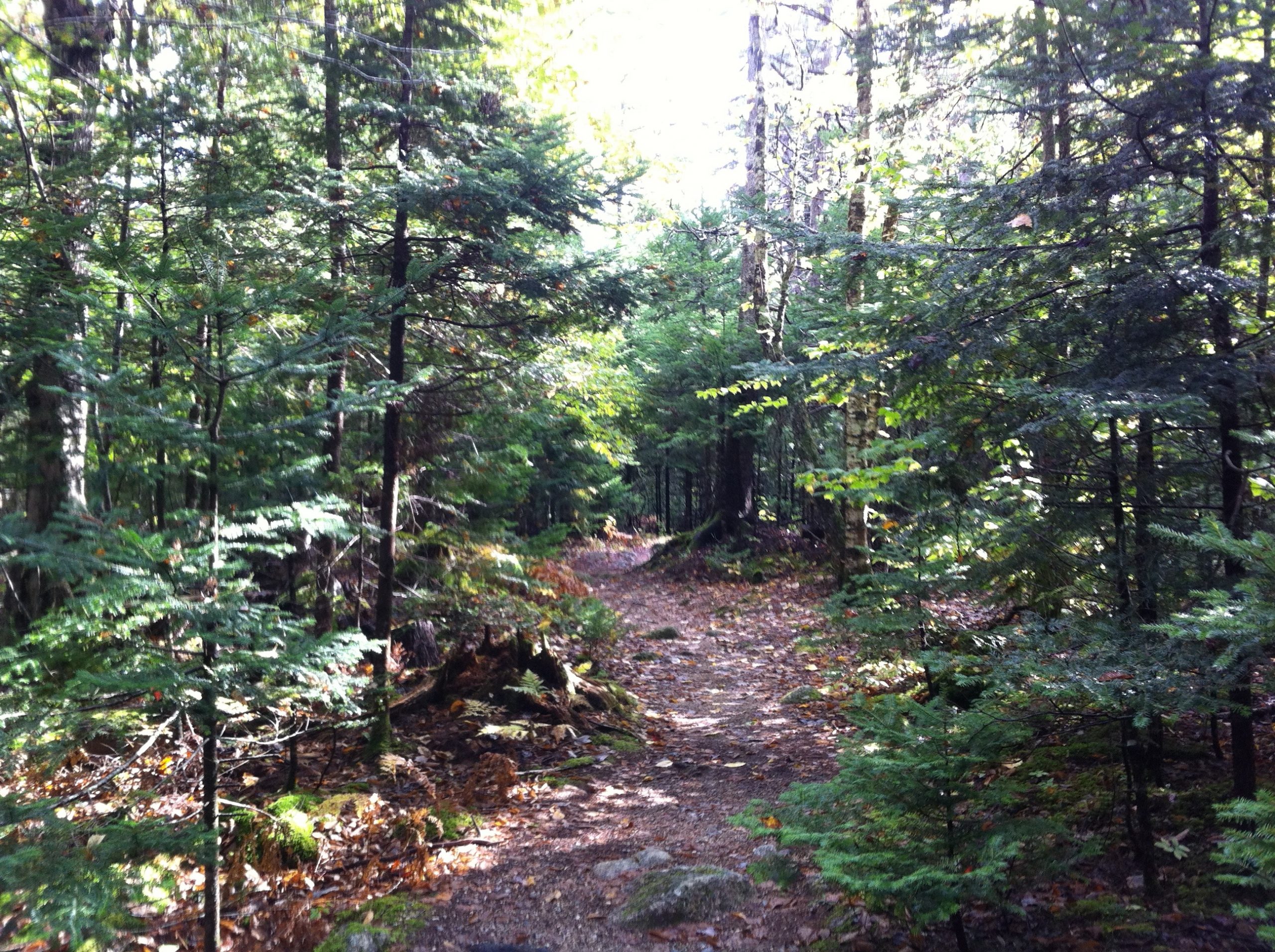 Mickey Hill Pocket Wilderness trail photo 4 of 5